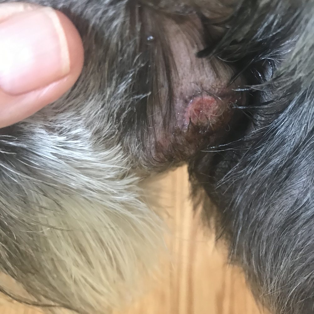 Neck wound. Neck wound.