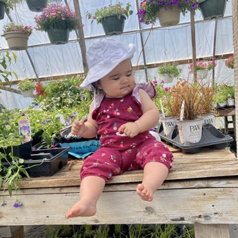 Crazy Daisies - Baby in the greenhouse - Nurseries & Gardening Near Me - Syracuse, New York Crazy Daisies - Baby in the greenhouse - Nurseries & Gardening Near Me - Syracuse, New York