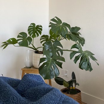 SummerWinds Nursery - West Bell - Monstera - Nurseries & Gardening Near Me - Glendale, Arizona SummerWinds Nursery - West Bell - Monstera - Nurseries & Gardening Near Me - Glendale, Arizona