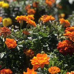 Ridgecrest Garden Center - Marigolda