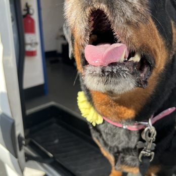 BeachTown Pets Mobile Spa - Hi Mommy! Do I have to leave?! - Pet Groomers Near Me BeachTown Pets Mobile Spa - Hi Mommy! Do I have to leave?! - Pet Groomers Near Me