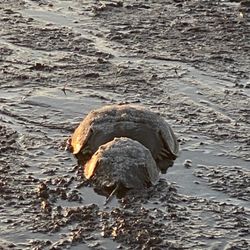 Kitts Hummock Beach - Horseshoe crabs