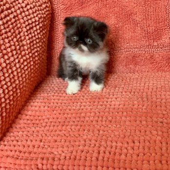 Phoenix Persians - Pet Adoption Near Me Phoenix Persians - Pet Adoption Near Me
