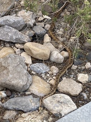 Red Rock Canyon Visitor Center by null