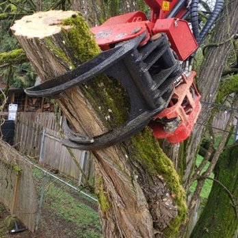 Evergreen Tree Services - Grapple with a chainsaw - Tree Services Near Me - Tigard, Oregon Evergreen Tree Services - Grapple with a chainsaw - Tree Services Near Me - Tigard, Oregon