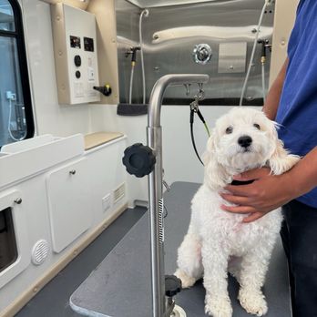 The Poshest Pooch - Pet Groomers Near Me