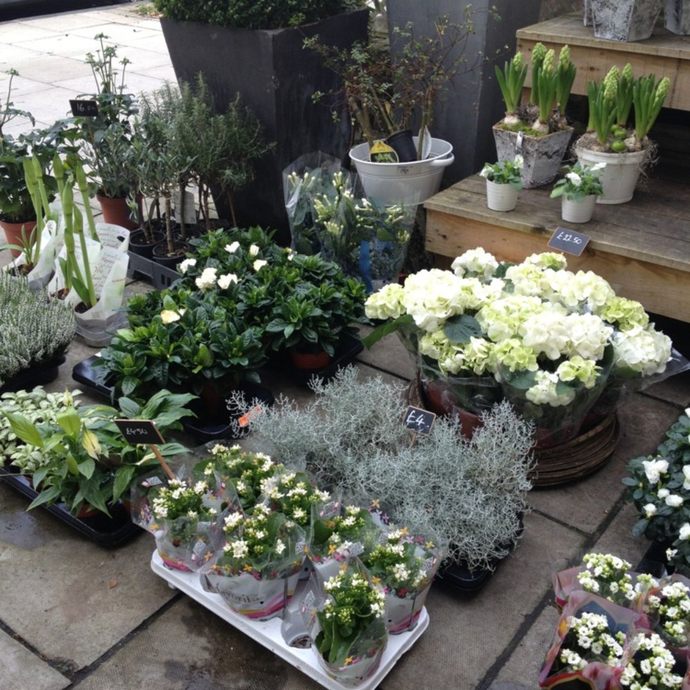 Flowers Near Baker Street Best Flower Site