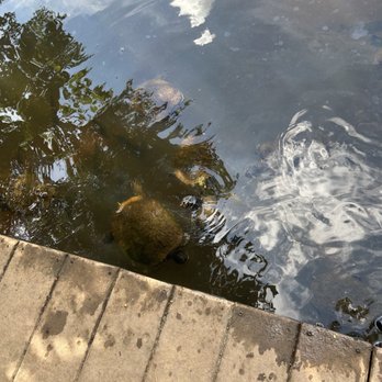 Chattahoochee Nature Center - Turtles in the lake on CNC grounds - Botanical Gardens Near Me - Roswell, Georgia