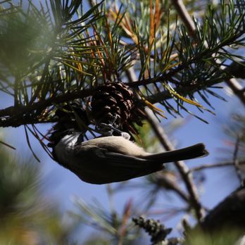 Great Falls Park - Carolina Chickadee - Parks Near Me - McLean, Virginia Great Falls Park - Carolina Chickadee - Parks Near Me - McLean, Virginia