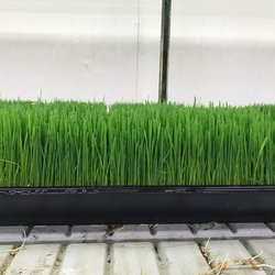Chicago Indoor Garden - Our organic wheatgrass is grown indoors all year round