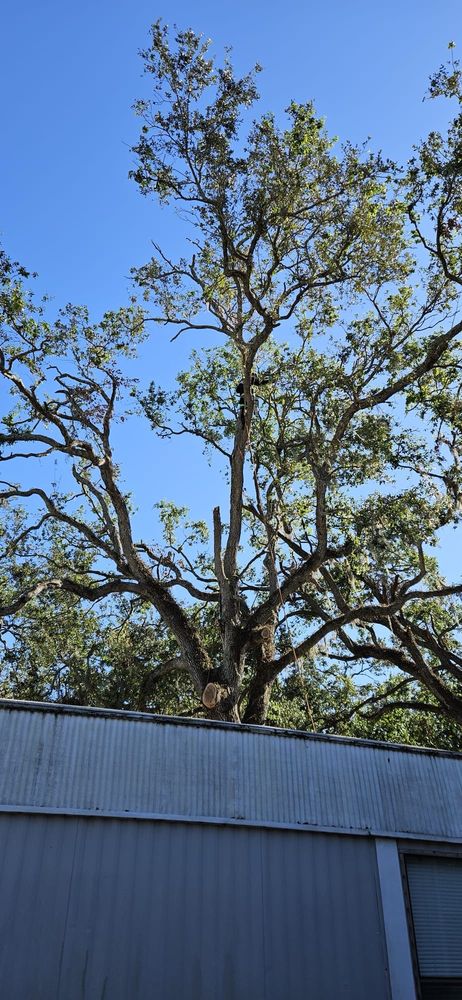 D&Y Tree Services - tree service in Tampa, FL