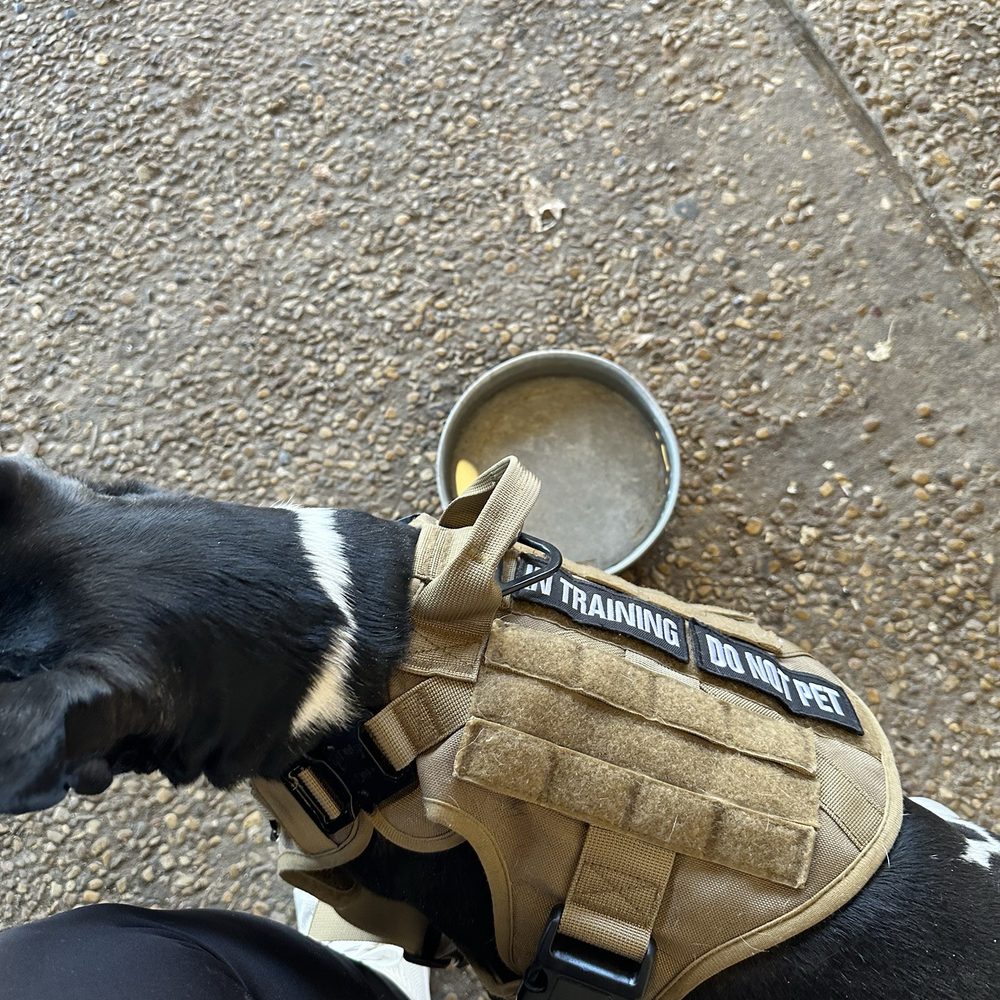 Hondo's - Pup and water dish - Bars Near Me - Fredericksburg, Texas
