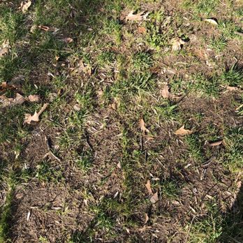 American Turf - Typical. So many patches like this. - Landscaping Near Me - Davidsonville, Maryland American Turf - Typical. So many patches like this. - Landscaping Near Me - Davidsonville, Maryland