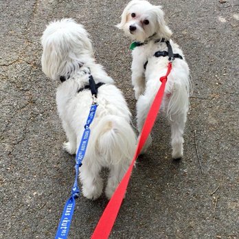 The Purr-Fect Paw - Dog Walkers Near Me The Purr-Fect Paw - Dog Walkers Near Me