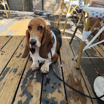Bluestone Lane Los Altos Café - Dog friendly patio - Coffee & Tea Near Me - Los Altos, California Bluestone Lane Los Altos Café - Dog friendly patio - Coffee & Tea Near Me - Los Altos, California