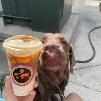 Kulture Kafe - Doggie likes it too - Bagels Near Me - San Antonio, Texas