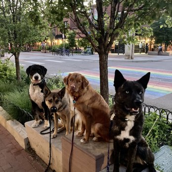 Dream Dog K9 Academy - Bennu with his friends in busy downtown Boulder being SO COOL. - Pet Training Near Me Dream Dog K9 Academy - Bennu with his friends in busy downtown Boulder being SO COOL. - Pet Training Near Me