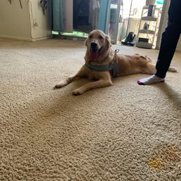 My happy pup on the clean carpet with dry cleaning and sanitizer / pet odor removal! My happy pup on the clean carpet with dry cleaning and sanitizer / pet odor removal!