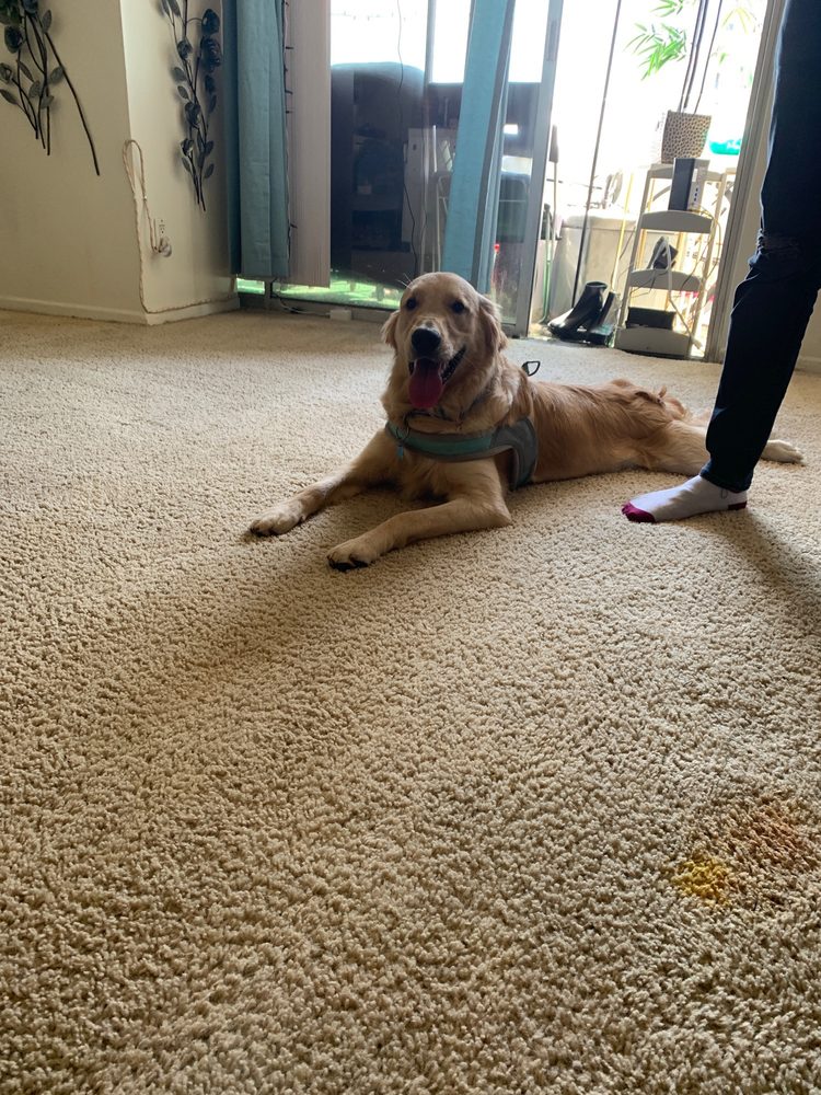 CITYWIDE CARPET CLEANING 66 Photos & 17 Reviews 324 S Beverly Dr