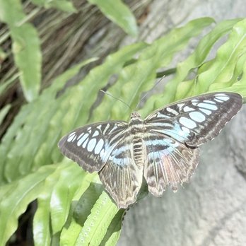 Cockrell Butterfly Center - Museums Near Me - Houston, Texas