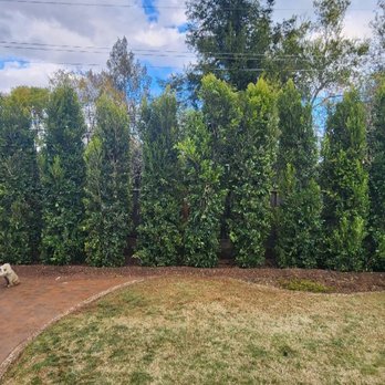 Moon Valley Nurseries - After...Indian Laurel columns and Strawberry tree - Nurseries & Gardening Near Me - Gilroy, California Moon Valley Nurseries - After...Indian Laurel columns and Strawberry tree - Nurseries & Gardening Near Me - Gilroy, California