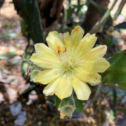 Jardim Botânico Tropical - Cactus flower