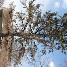 My poor dying tree