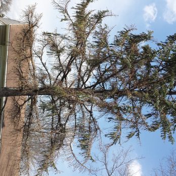AAA Arborist Tree Experts - My poor dying tree - Tree Services Near Me