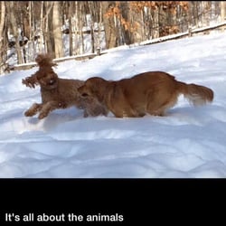 It's All About The Animals - Rusty and Messi