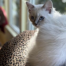 Merveilleux Cats