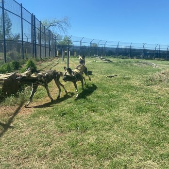 Oklahoma City Zoo - Zoos Near Me - Oklahoma City, Oklahoma Oklahoma City Zoo - Zoos Near Me - Oklahoma City, Oklahoma