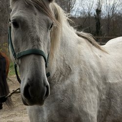Gold Rush Farms - Happy horse