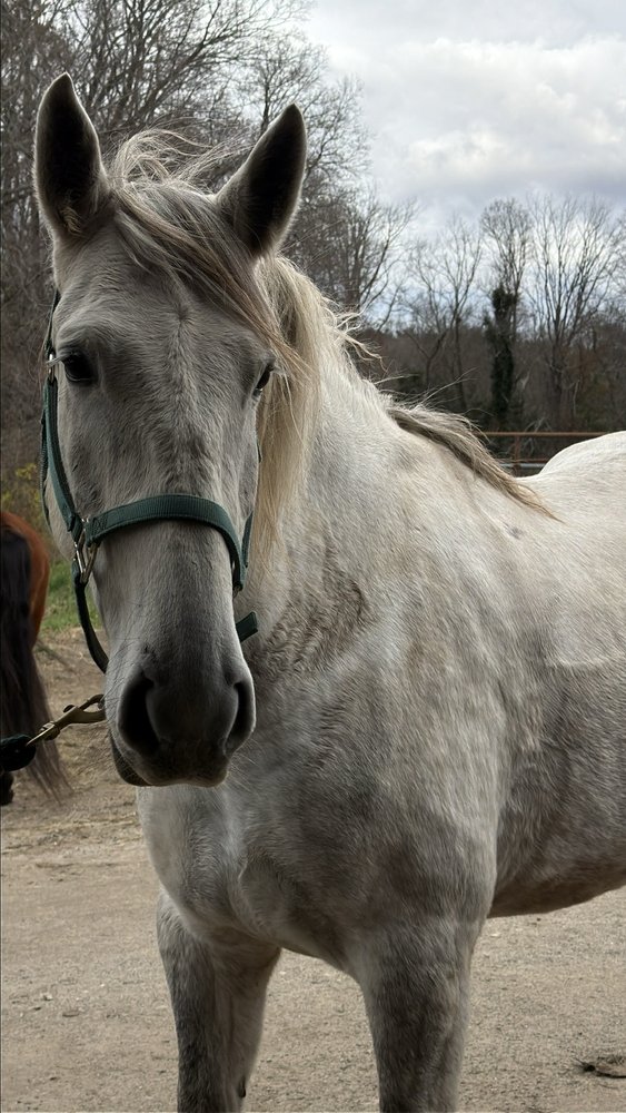 Gold Rush Farms - equestrian in Easton, CT