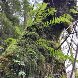 Closeup of fern and moss on a redwood