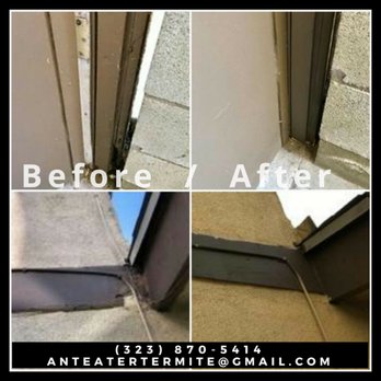 Anteater Termite - Pest Control Near Me - Los Angeles, California Anteater Termite - Pest Control Near Me - Los Angeles, California