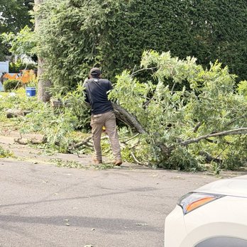Dank Tree Experts - Tree Services Near Me - Massapequa, New York Dank Tree Experts - Tree Services Near Me - Massapequa, New York