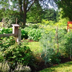 Harmony Ranch - Tomatoes, corn, greenbeans and yellow squash!