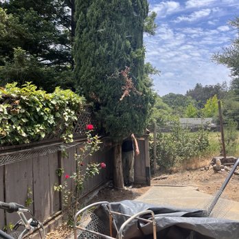 Treecs Inc - before - Tree Services Near Me - Santa Rosa, California Treecs Inc - before - Tree Services Near Me - Santa Rosa, California