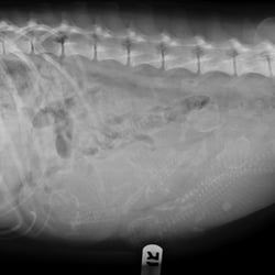 Parkdale Veterinary Wellness Center