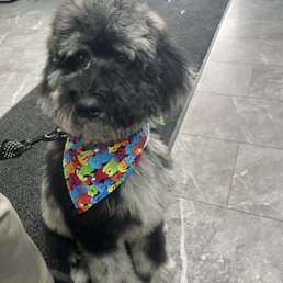 After Winston's first puppy groom!