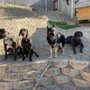 Beth's K9 Training