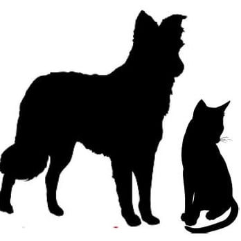 Ark Animal Care - Ark Animal Care, founded in 2010 - Veterinarians Near Me - Stayton, Oregon Ark Animal Care - Ark Animal Care, founded in 2010 - Veterinarians Near Me - Stayton, Oregon