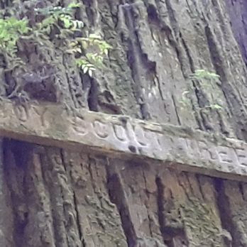 Jedediah Smith Redwoods State Park - Boy Scout Tree - Parks Near Me