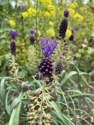 Conservatoire et Jardin botaniques de Genève by null