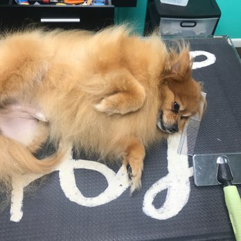 Coco Clips Dog Grooming - He really made himself at home. My little dude loves to be pampered. Thanks for taking care of my baby coco clips! - Pet Groomers Near Me - Vienna, Virginia Coco Clips Dog Grooming - He really made himself at home. My little dude loves to be pampered. Thanks for taking care of my baby coco clips! - Pet Groomers Near Me - Vienna, Virginia