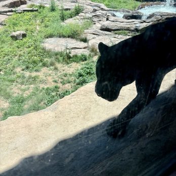 Bearizona - Jaguars - Zoos Near Me - Williams, Arizona