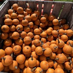 Wallingford Farm - Pumpkins