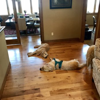 Jolein A Harro - Dogs!! - Divorce & Family Law Near Me - Littleton, Colorado Jolein A Harro - Dogs!! - Divorce & Family Law Near Me - Littleton, Colorado