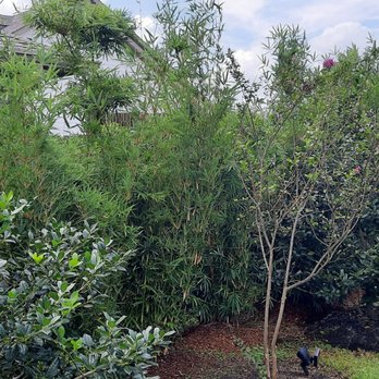 Houston Bamboo Nursery - Nurseries & Gardening Near Me - Houston, Texas