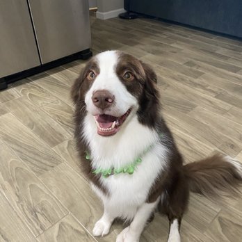 Johnny's Doghouse - Dakota - Pet Groomers Near Me - Tempe, Arizona